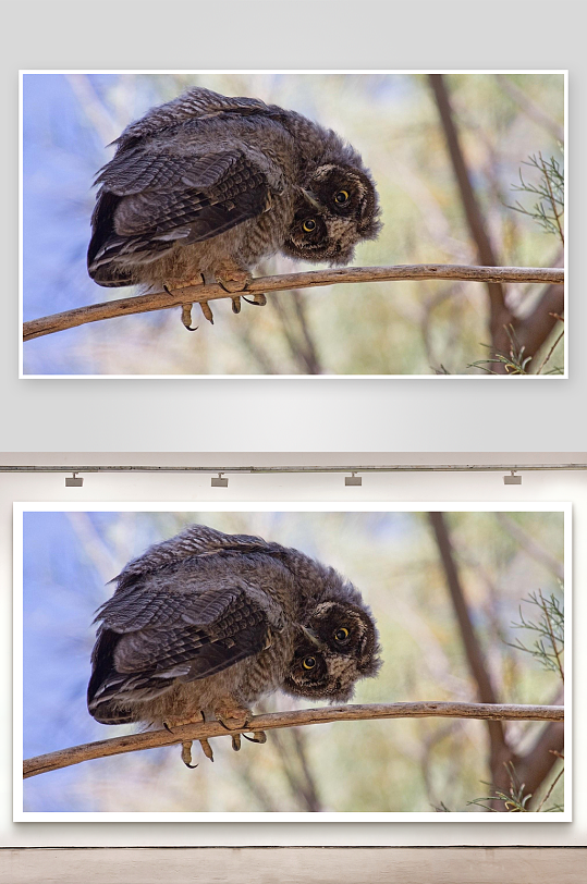 猫头鹰栖息树枝专注凝视-众图网