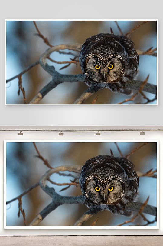 猫头鹰栖息树枝凝视镜头-众图网