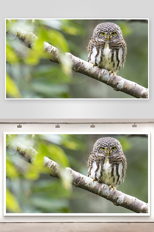 猫头鹰栖息树枝静止不动-众图网