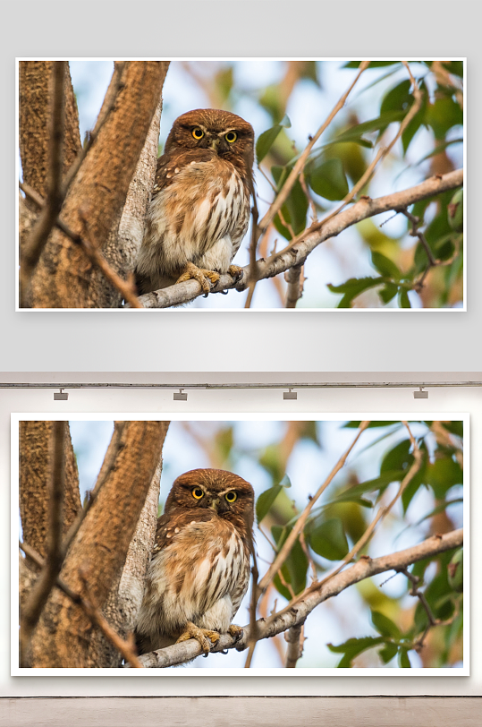 猫头鹰栖息树枝静观-众图网