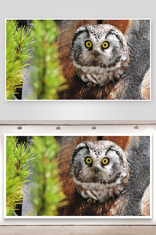 猫头鹰栖息树洞好奇探望-众图网