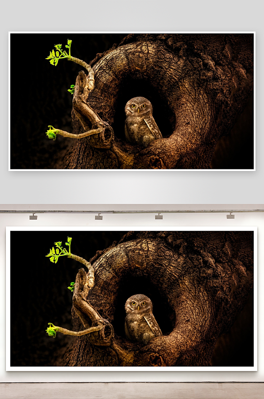 猫头鹰栖息树洞绿芽新生-众图网