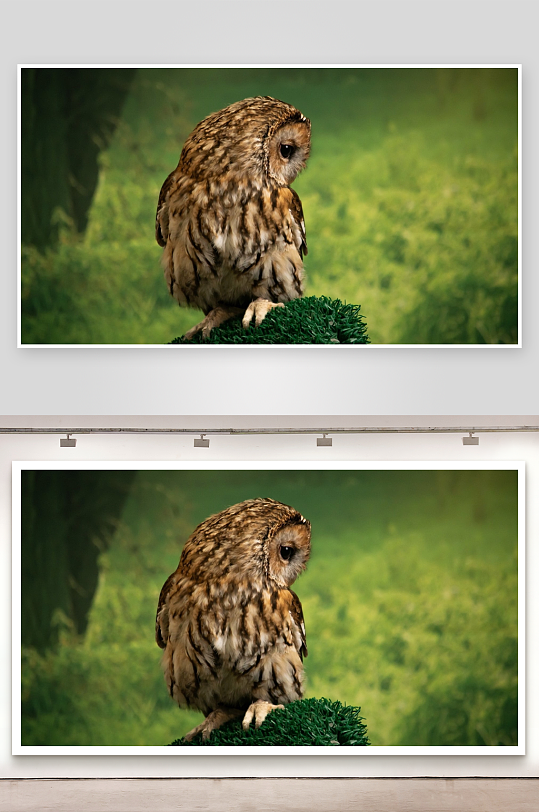 猫头鹰栖息绿植之上-众图网