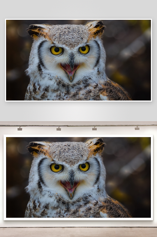 猫头鹰特写张嘴瞬间-众图网