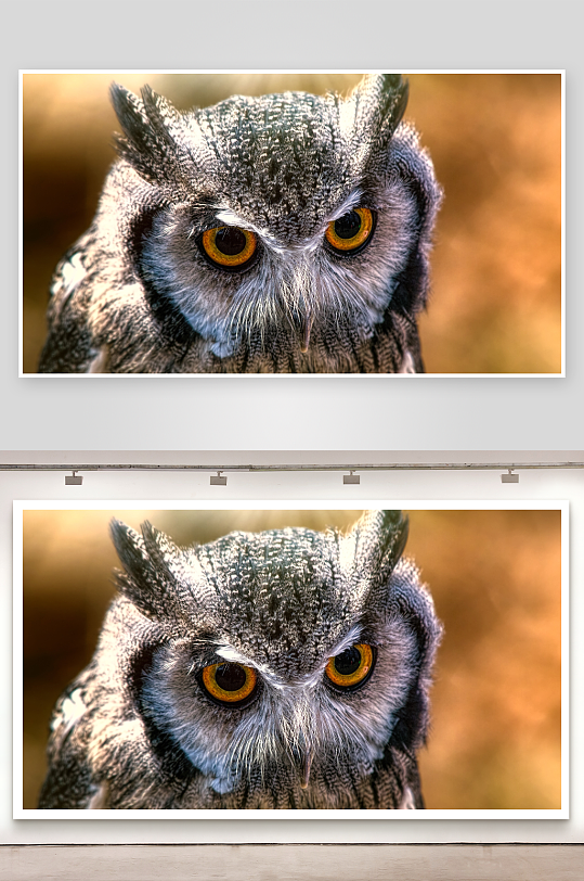猫头鹰特写眼神锐利-众图网