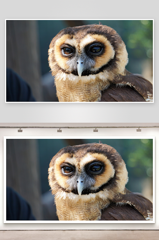 猫头鹰特写羽毛细腻眼神专注-众图网