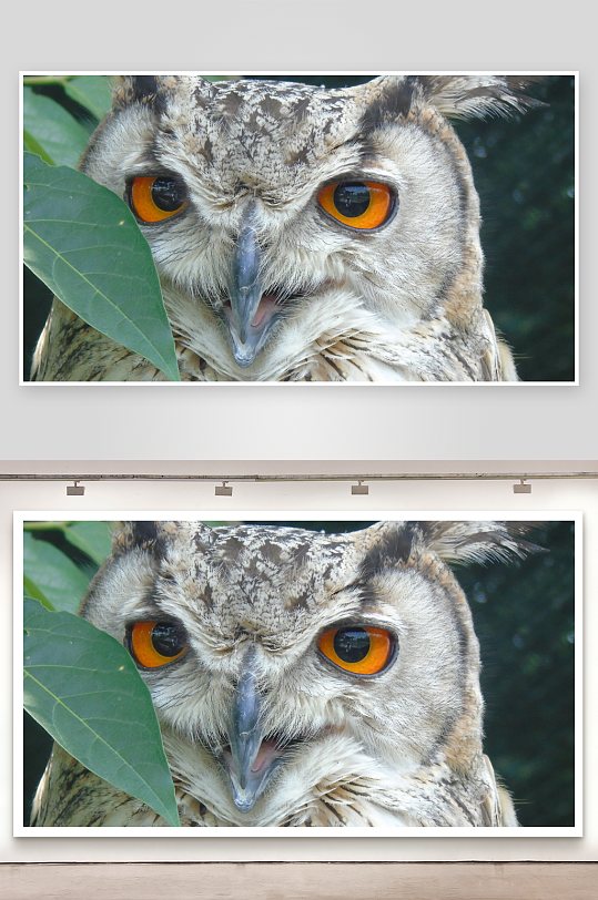 猫头鹰特写锐利橙眼与羽毛细节-众图网