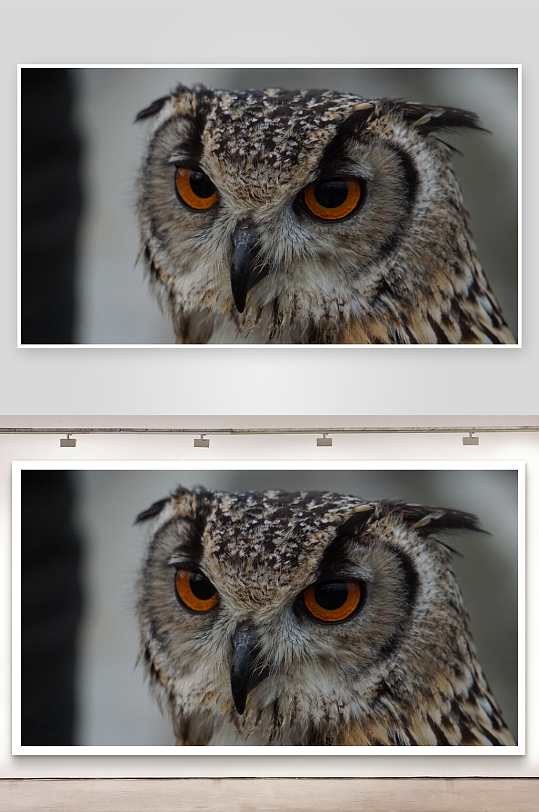 猫头鹰特写锐利眼神与细腻羽毛-众图网