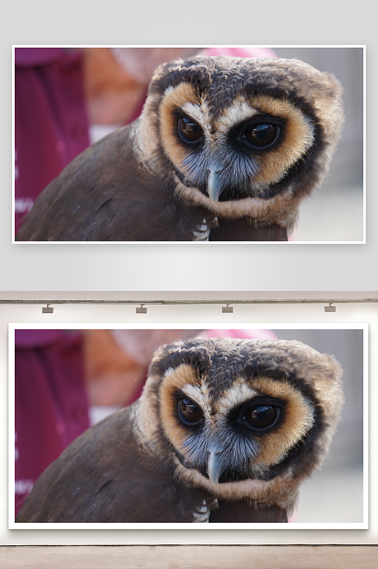 猫头鹰特写镜头眼神锐利-众图网