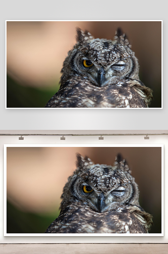 猫头鹰眨眼特写照片摄影-众图网