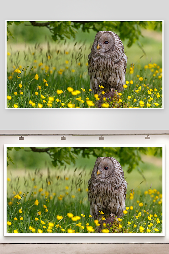 猫头鹰静立花丛中-众图网