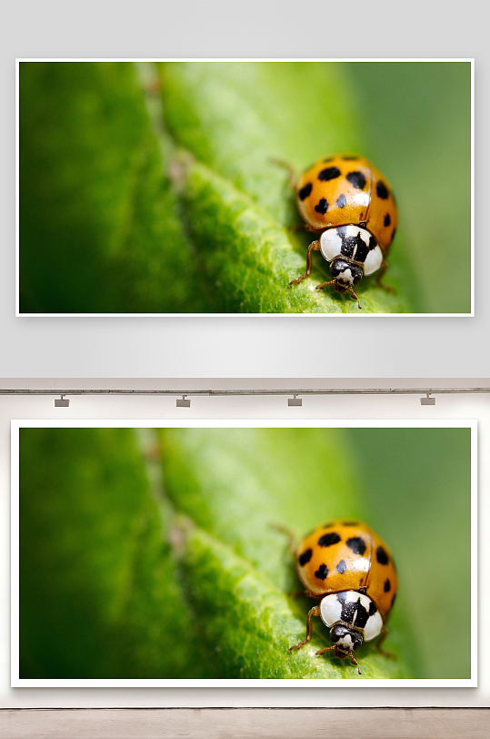 瓢虫栖息绿叶特写-众图网