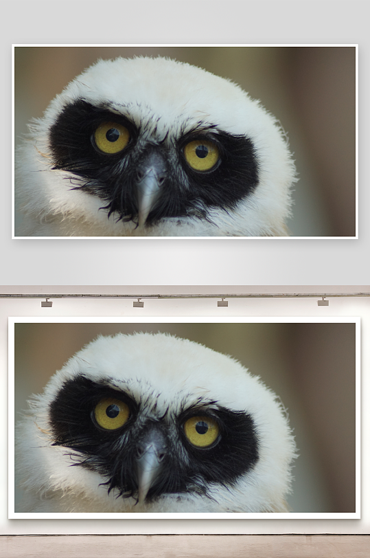 白头猫头鹰特写镜头-众图网