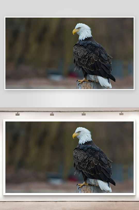 白头鹰栖息树桩上-众图网