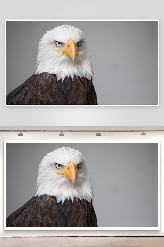 白头鹰特写眼神锐利-众图网