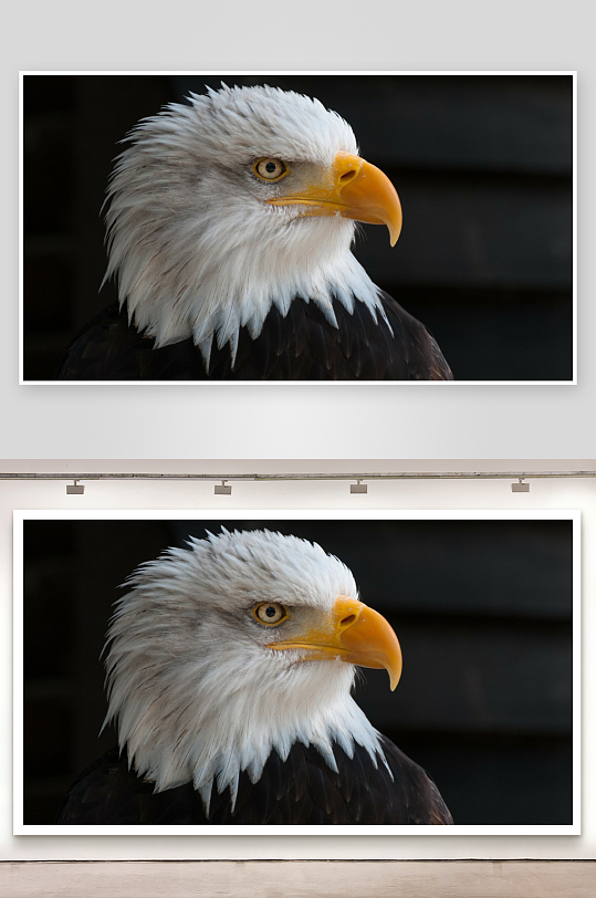 白头鹰特写羽毛清晰锐利目光-众图网