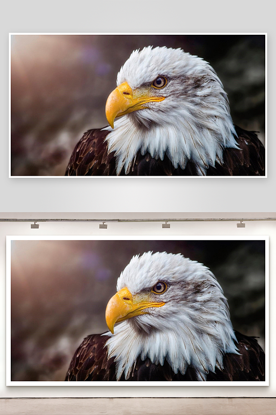 白头鹰特写羽毛细腻眼神锐利-众图网