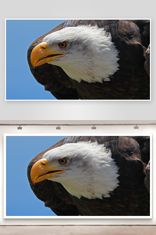 白头鹰特写蓝天背景-众图网