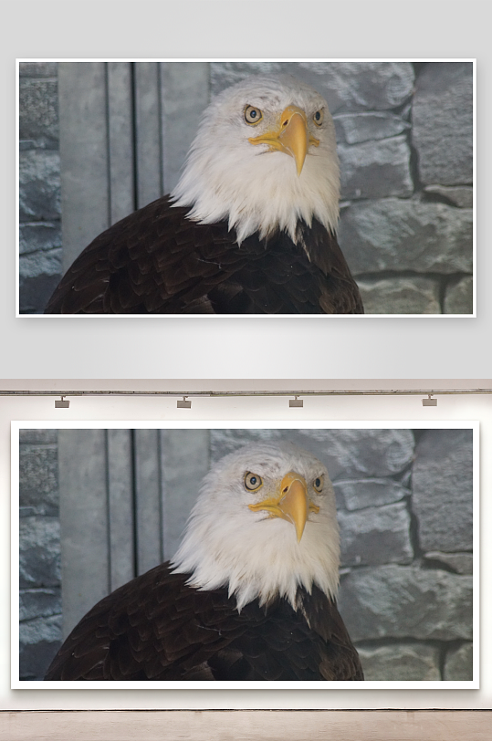 白头鹰特写镜头照片摄影-众图网