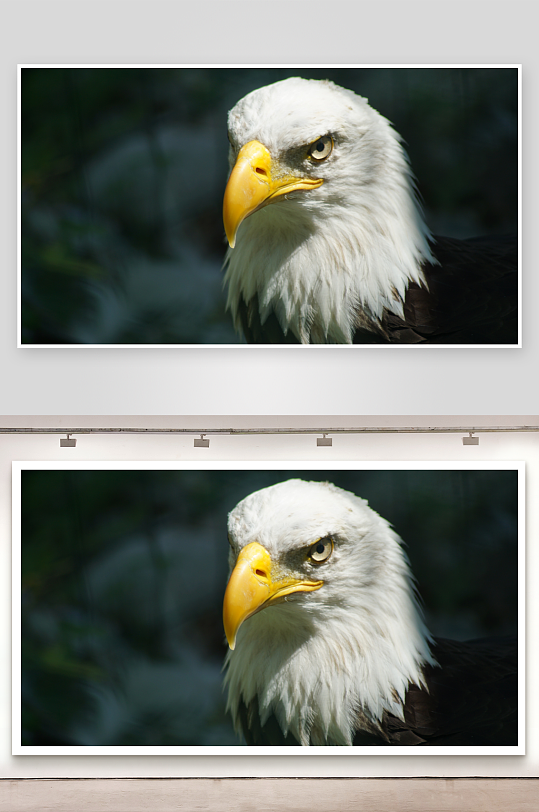 白头鹰特写镜头目光锐利-众图网