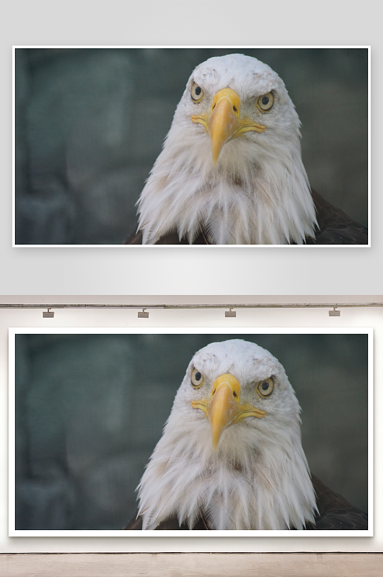 白头鹰特写镜头眼神锐利-众图网