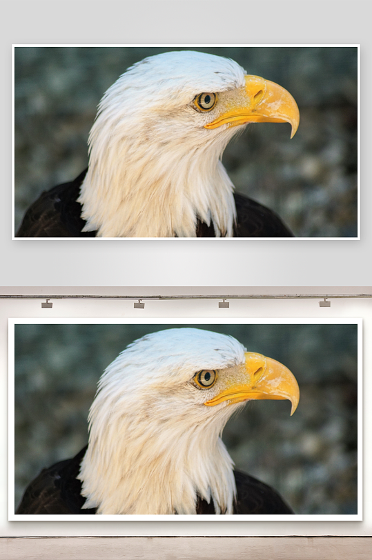 白头鹰特写镜头羽毛细腻-众图网