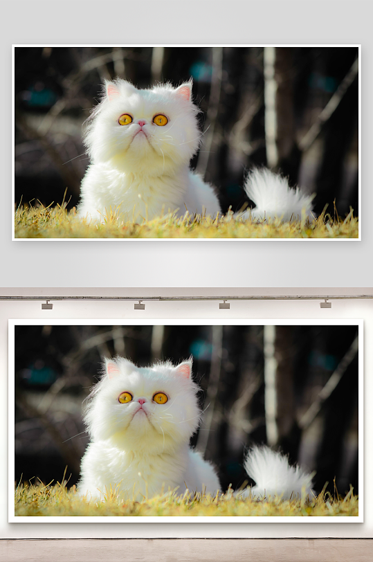 白猫草地仰望照片摄影-众图网