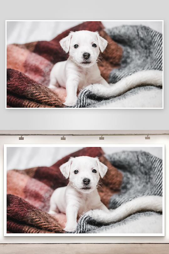 白色小狗蜷缩毛毯上萌态可掬-众图网