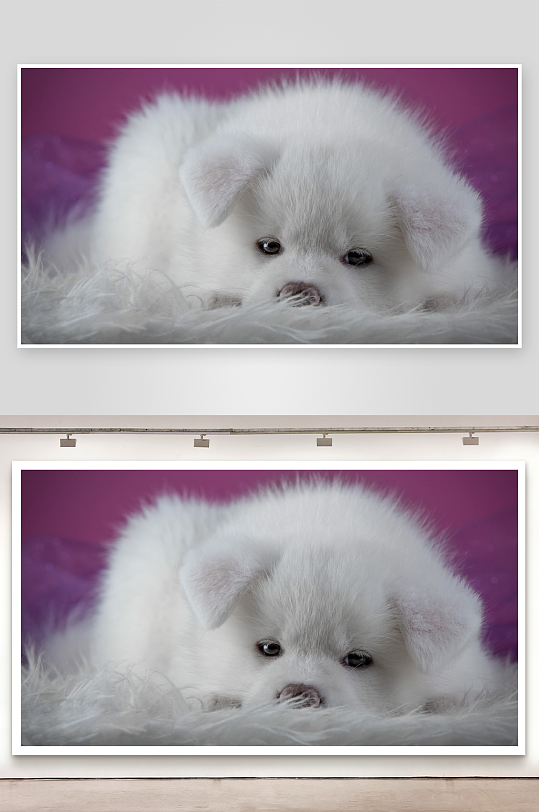 白色小狗趴卧毛绒毯-众图网