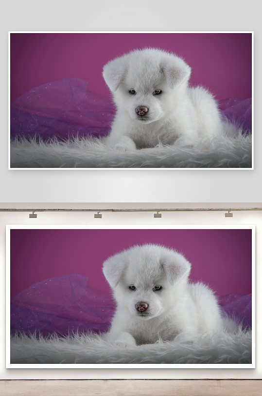 白色小狗静卧毛毯上-众图网