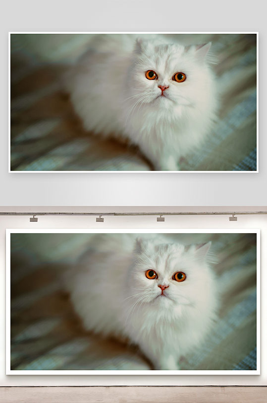 白色猫咪凝视镜头-众图网