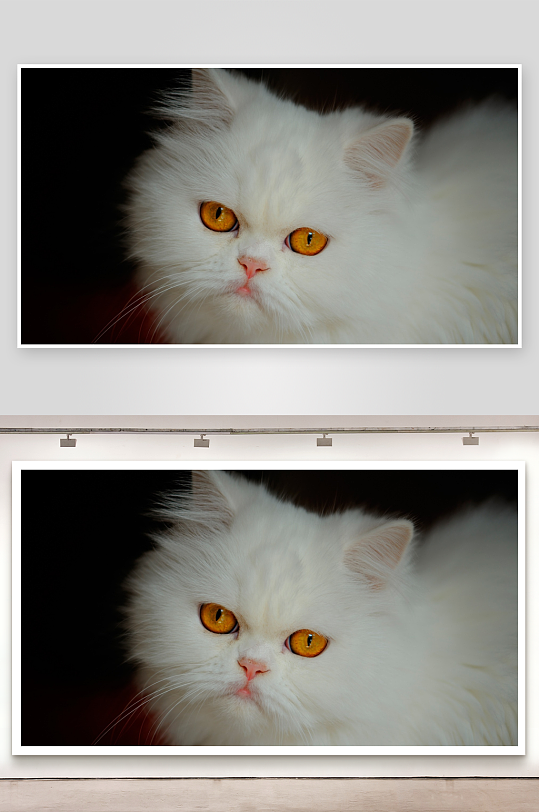 白色长毛猫特写眼神专注-众图网