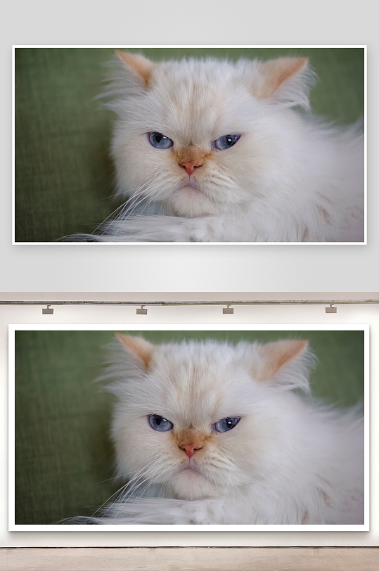 白色长毛猫蓝眼特写-众图网
