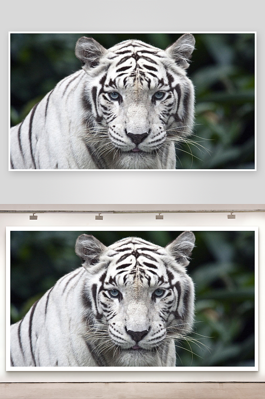 白虎特写眼神锐利-众图网