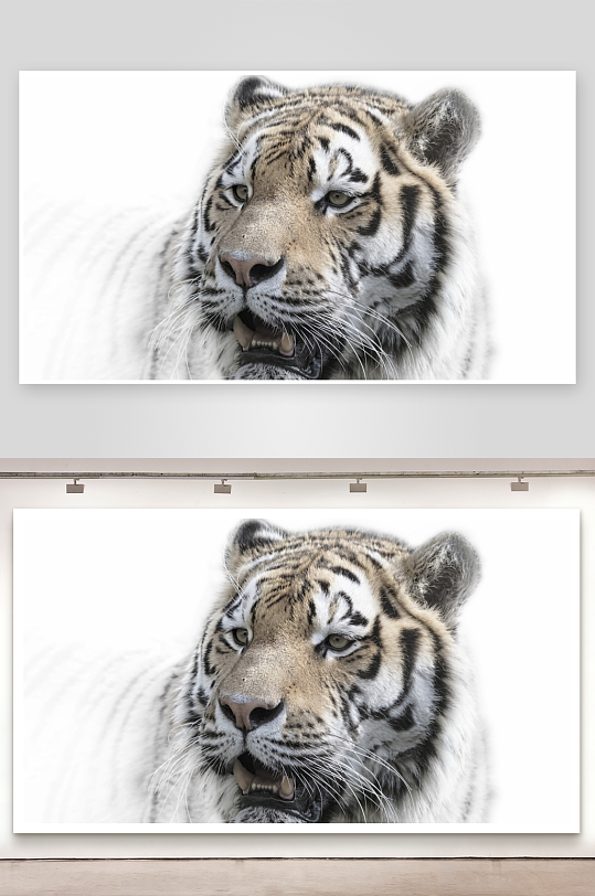 白虎特写镜头照片摄影-众图网