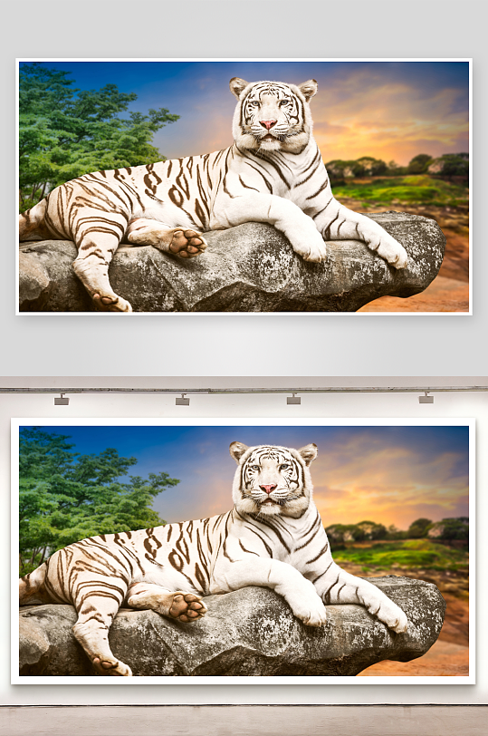 白虎静卧岩石上照片摄影-众图网