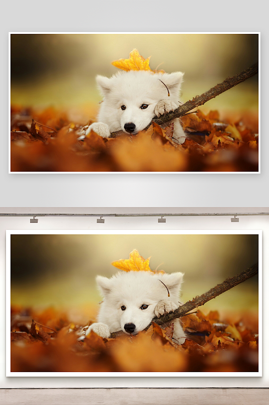 秋叶小狗萌态可掬-众图网