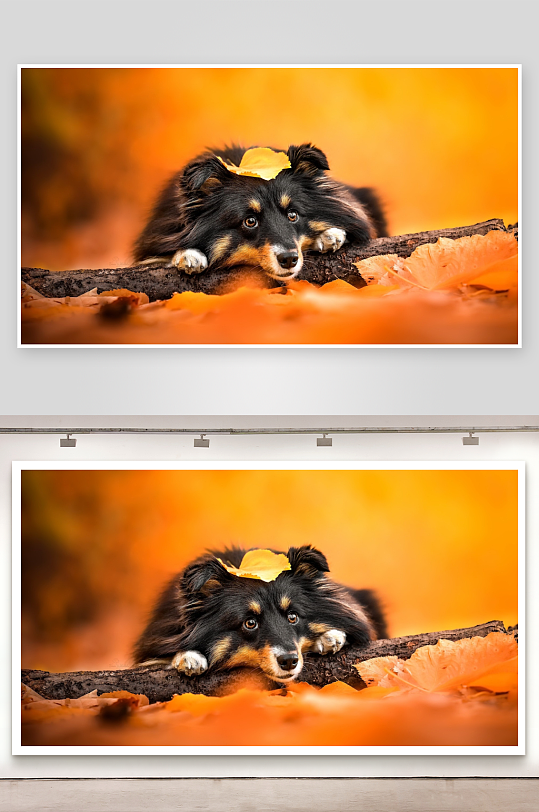 秋日落叶中狗狗枕木休息-众图网