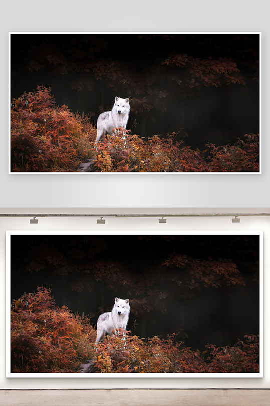 秋林白狼静立画面-众图网