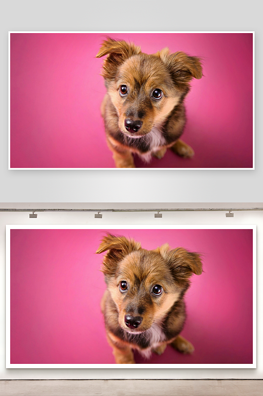 粉色背景小狗萌态十足-众图网