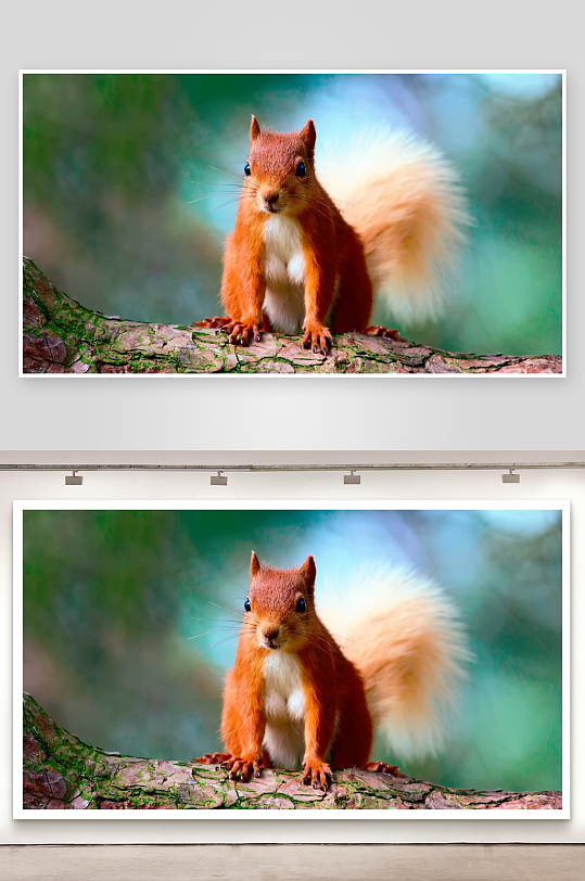 红松鼠树干上凝视镜头-众图网