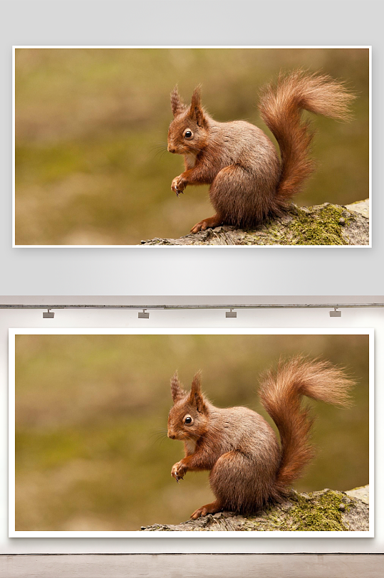 红松鼠栖息树干特写-众图网