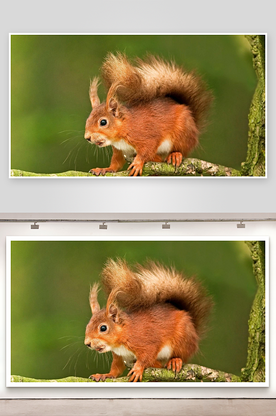 红松鼠栖息树枝特写-众图网