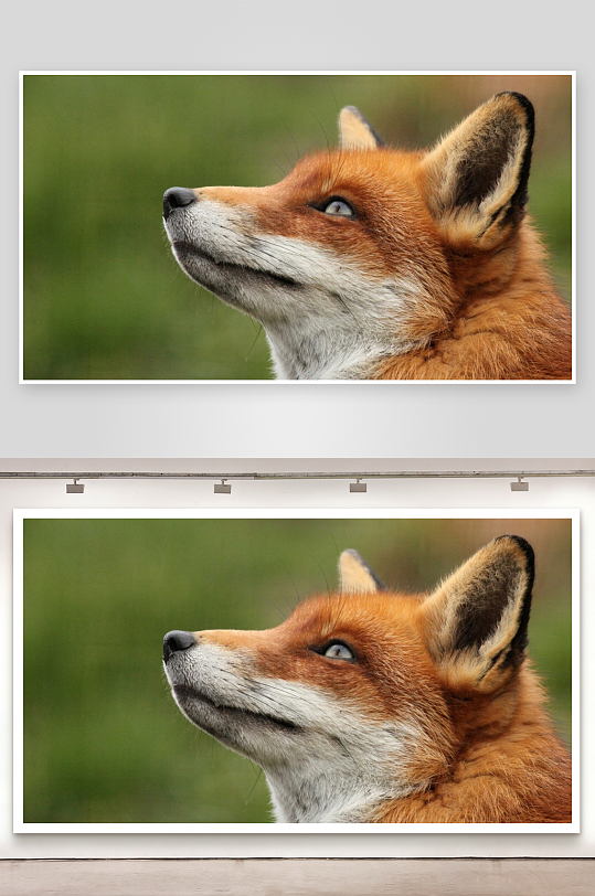 红狐仰头凝视特写-众图网