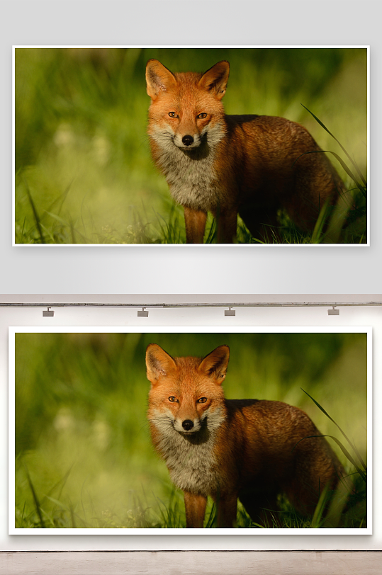 红狐伫立草丛中凝视镜头-众图网