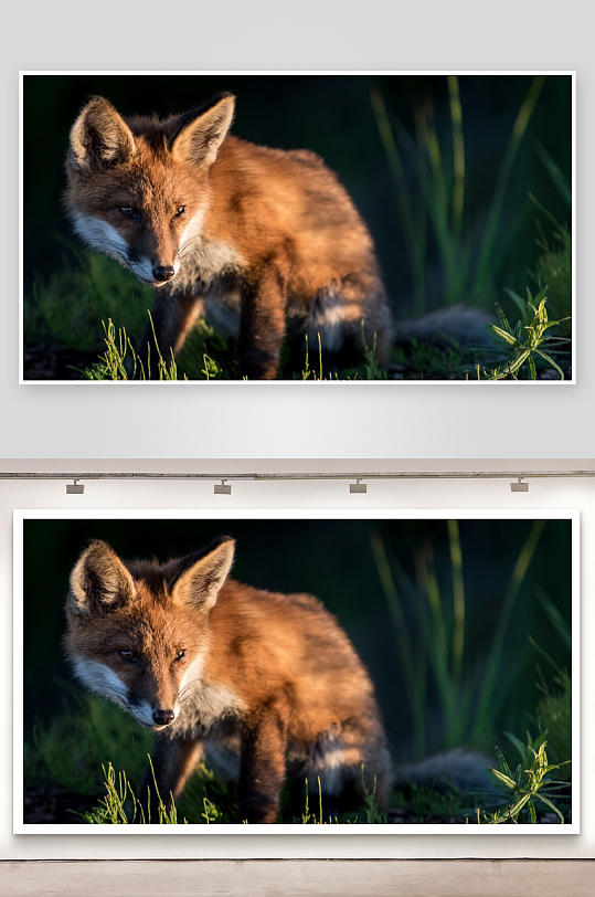 红狐在草丛中凝视-众图网