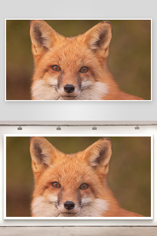 红狐特写镜头眼神专注-众图网