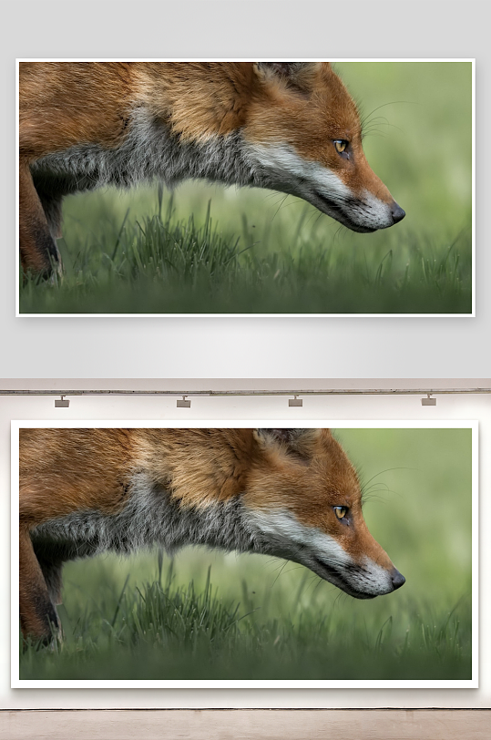 红狐草地捕猎瞬间-众图网