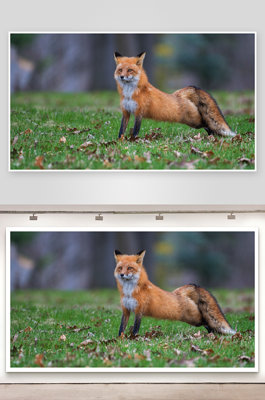 红狐草地静立照片摄影-众图网