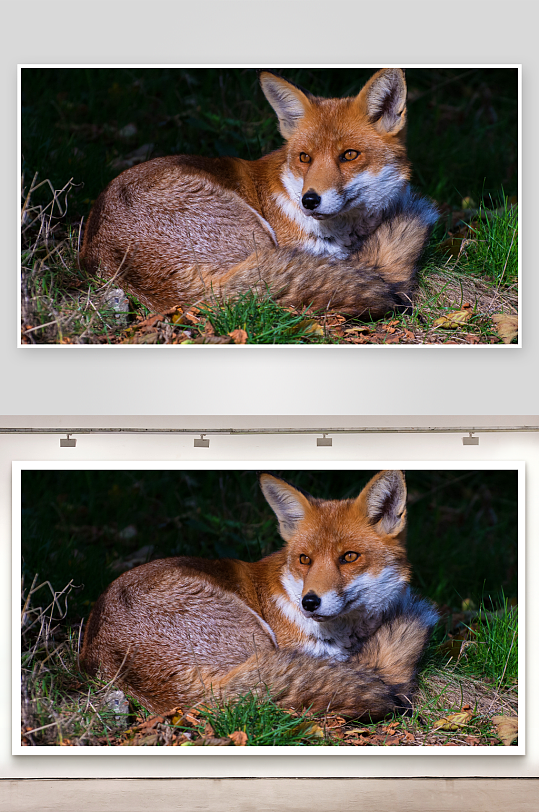 红狐静卧草丛中照片摄影-众图网